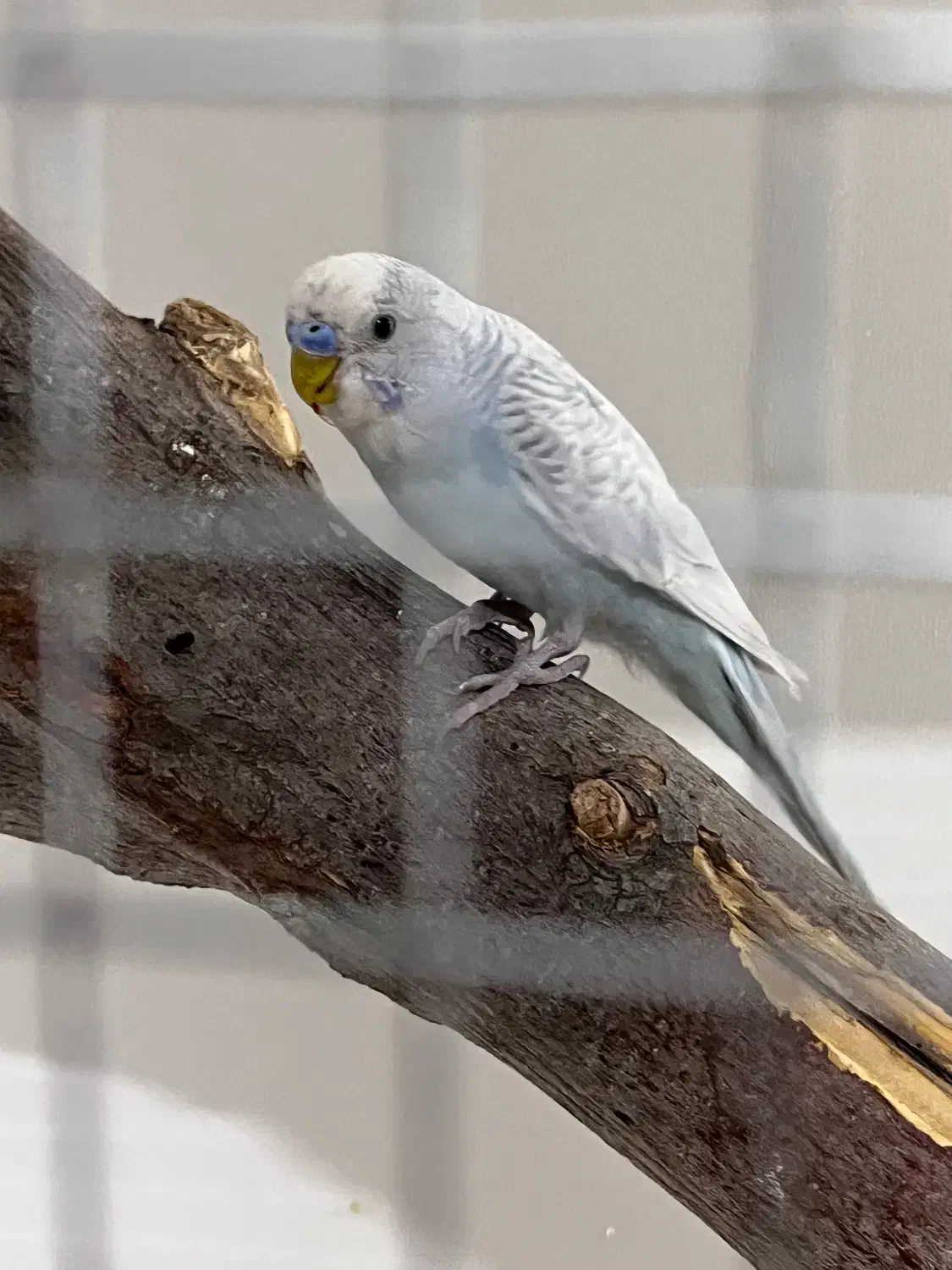 جفت مرغ عشق نر ماده|پرنده|کرمان, |دیوار