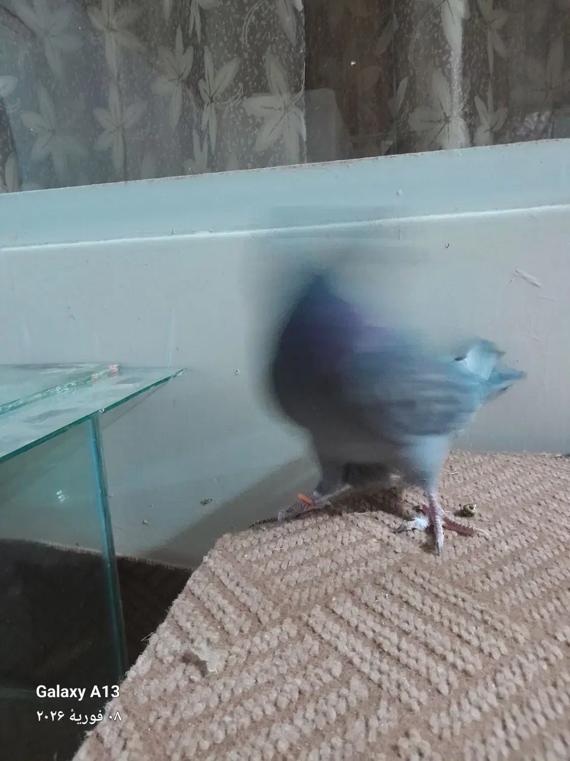 کبوتر تهرانی|پرنده|اصفهان, شاهد|دیوار