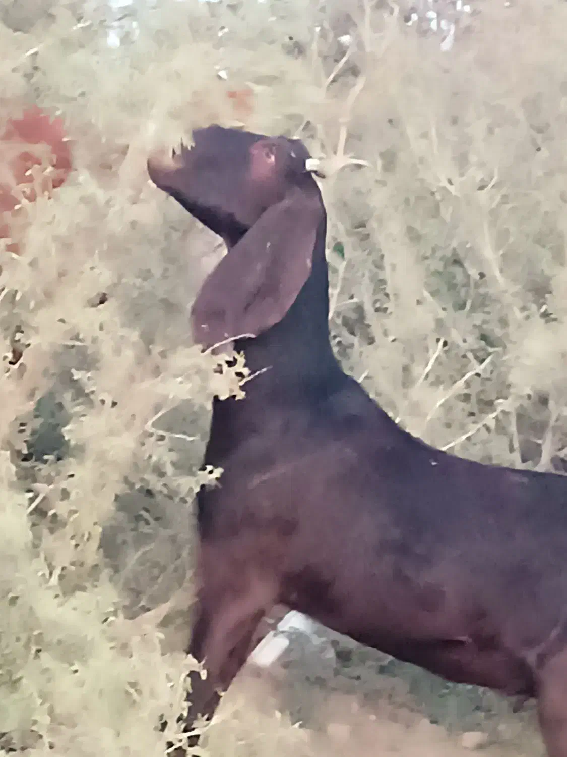 دوتا بز آبستن با بز کهره|حیوانات مزرعه|جیرفت, |دیوار