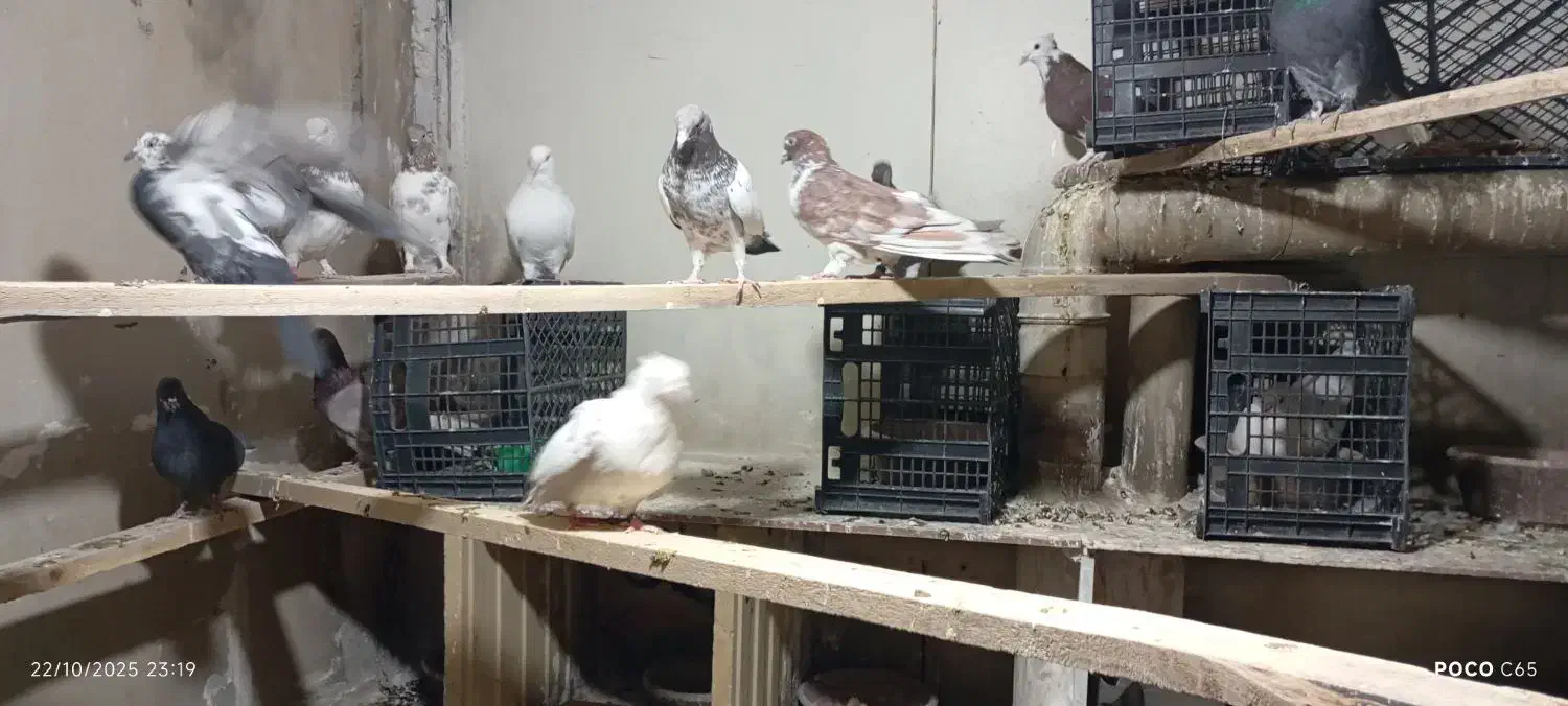 حدود 20عدد کبوتر  پرشی|پرنده|مهاجران, |دیوار