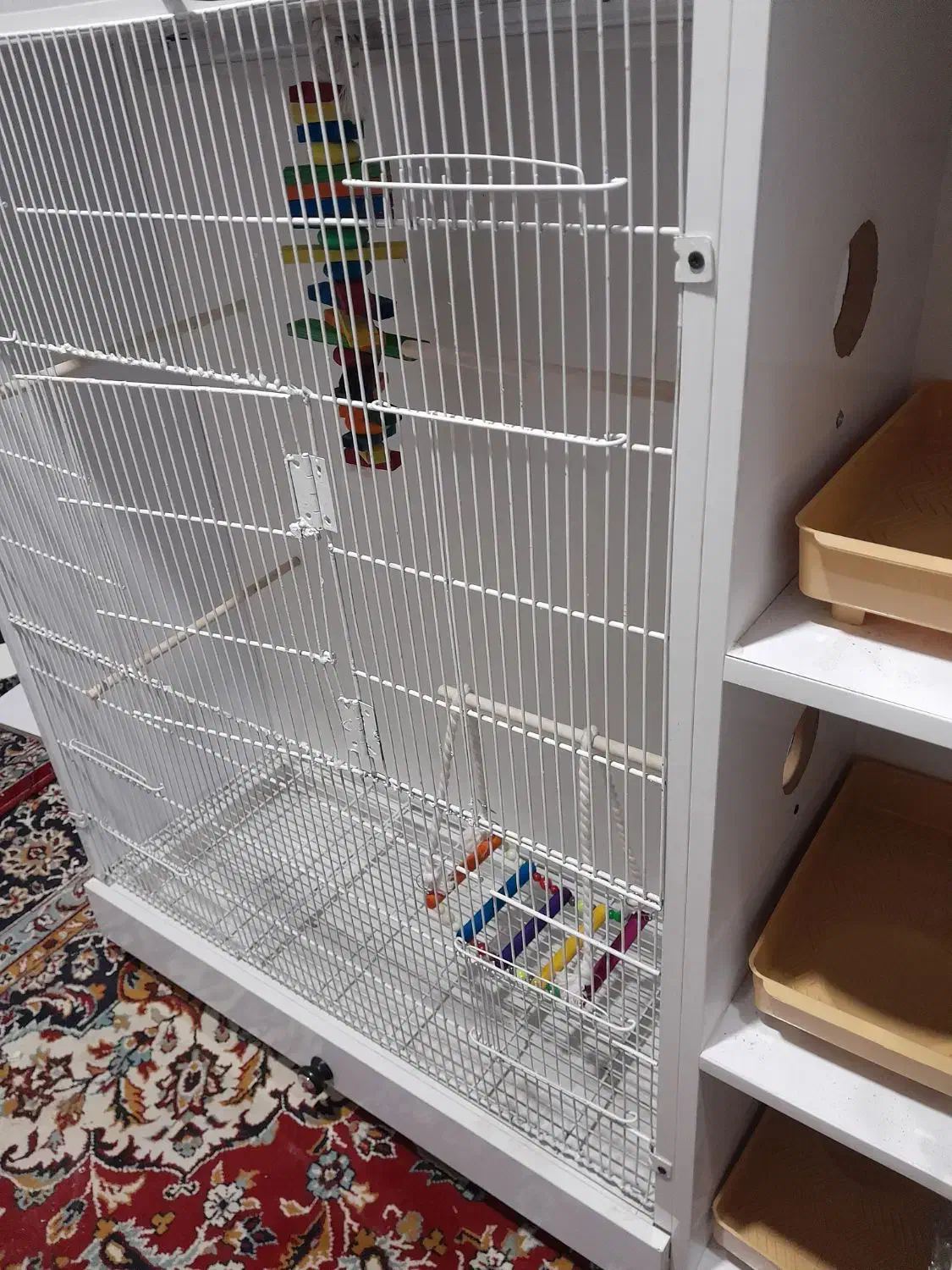 قفس عروس|حیوانات مزرعه|آشتیان, |دیوار