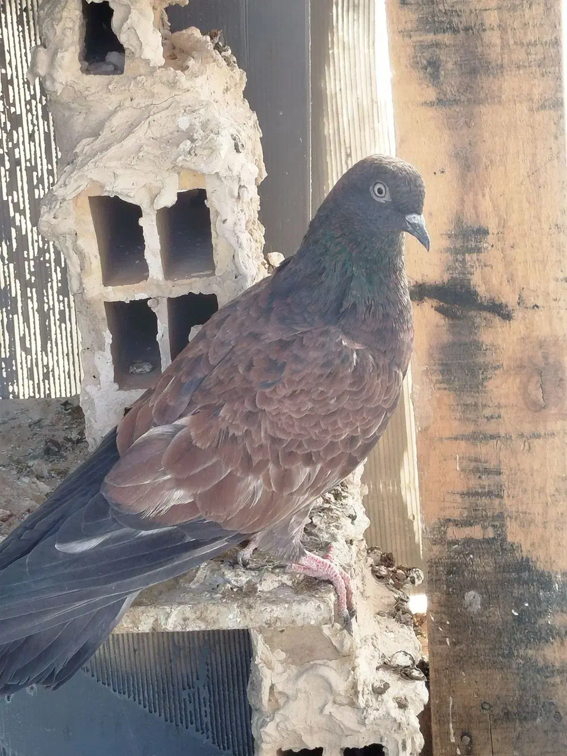 کبوتر|پرنده|ایذه, |دیوار