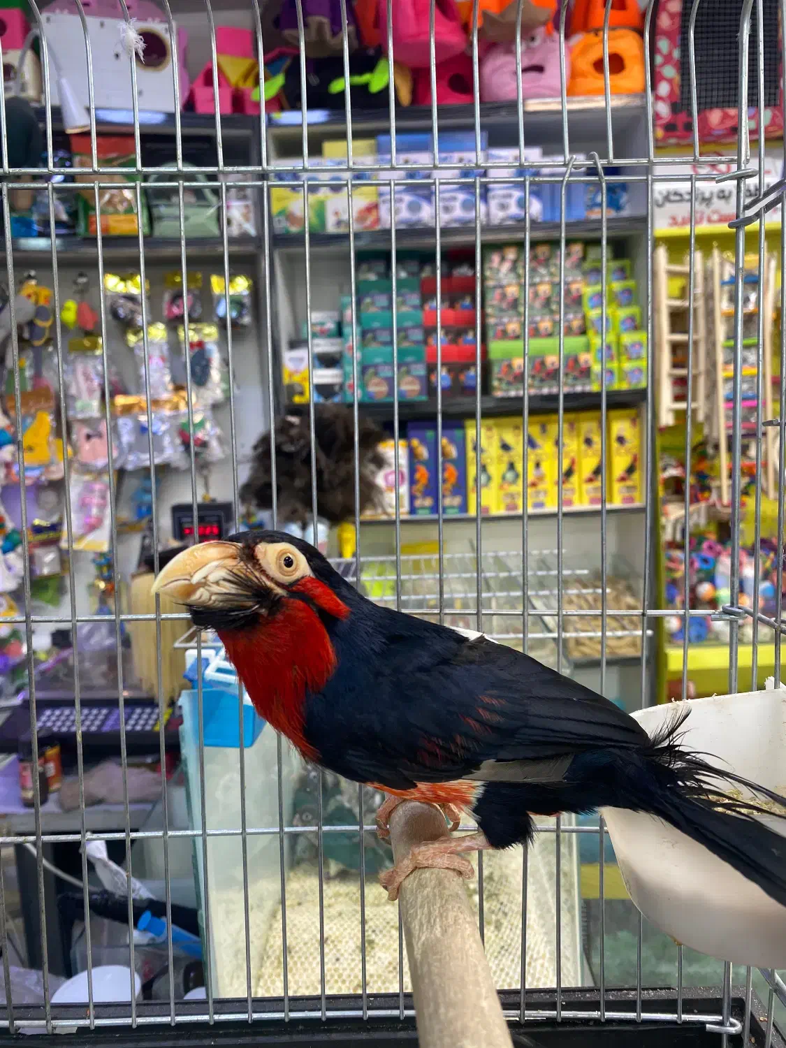 طوطی باربت ریش دار|پرنده|تهران, مجیدآباد|دیوار