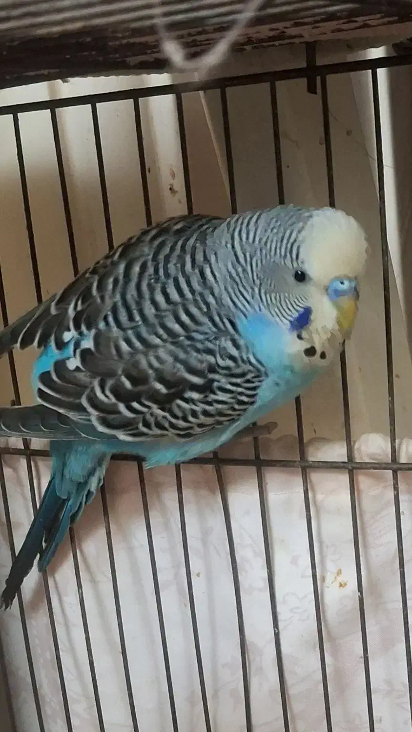 مرغ عشق انگلیسی نر|پرنده|تهران, انبار نفت|دیوار