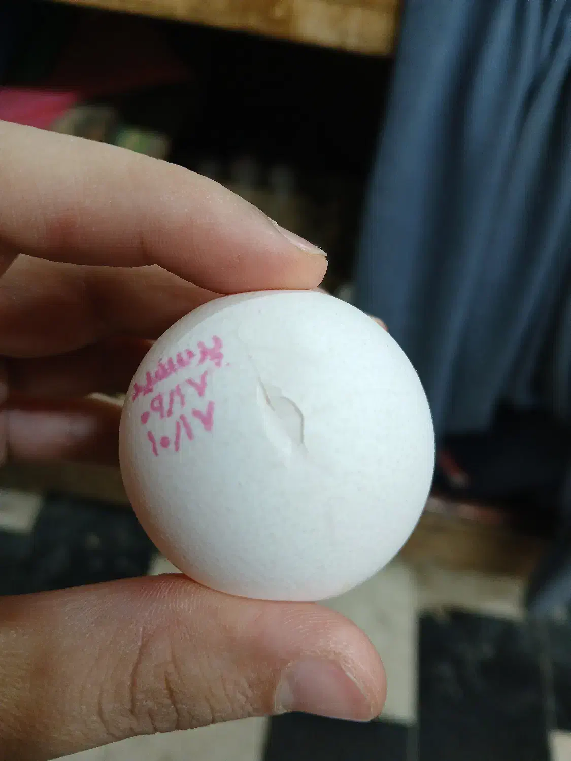 تخم مرغ برای کیک|خوردنی و آشامیدنی|بجنورد, |دیوار