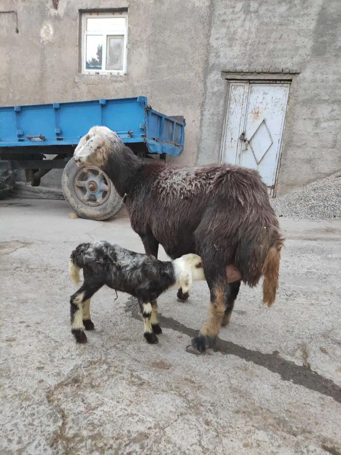 میش وبره|حیوانات مزرعه|بروجرد, |دیوار