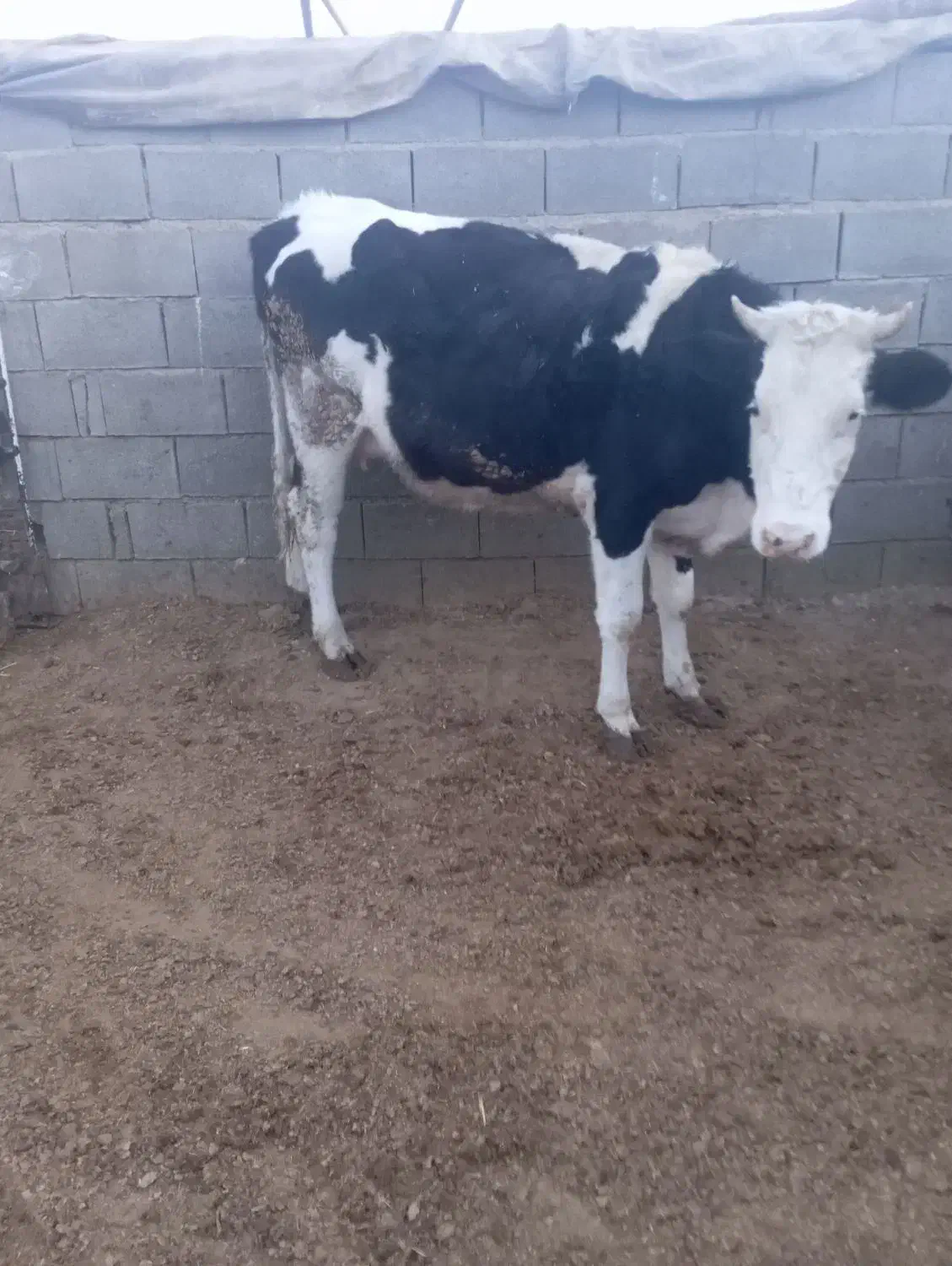 فروش نوبر سمینتال خالص  گاو  گوساله|حیوانات مزرعه|سده (فارس), |دیوار