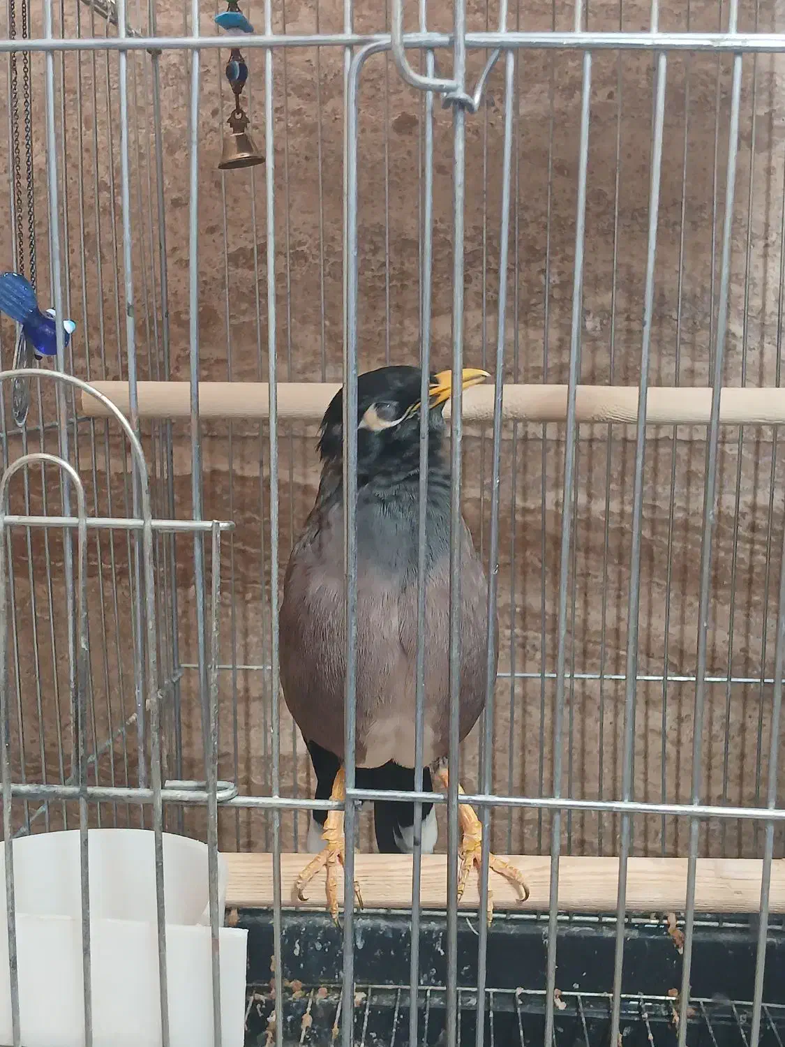 پرنده مرغ مینا|پرنده|قزوین, |دیوار