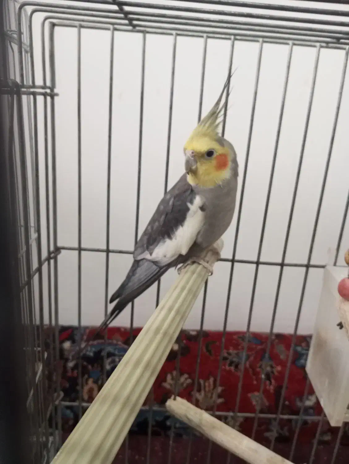 عروس هلندی نر و ماده|پرنده|شیرگاه, |دیوار