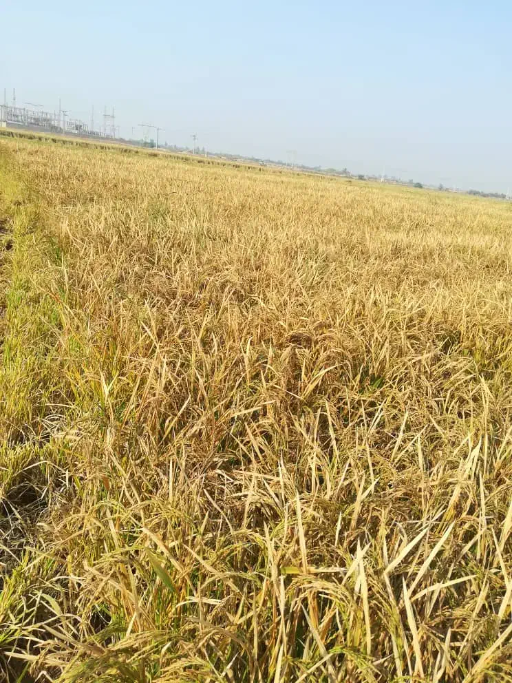 خرید شلتوک وفروش برنج|خوردنی و آشامیدنی|شوشتر, |دیوار