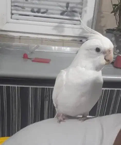 عروس هلندی کاملا سفید گمشده|حیوانات|رشت, توشیبا|دیوار