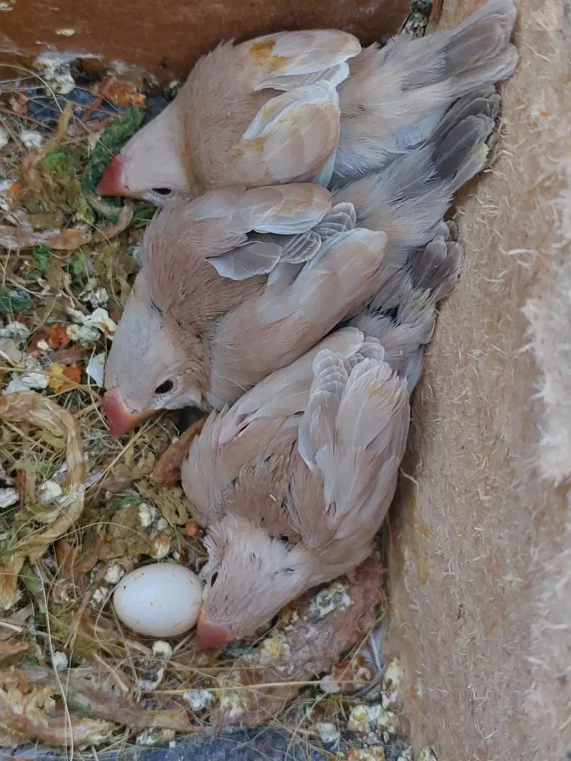 فنچ نرگسی شکلاتی با۳ عدد جوجه|پرنده|فردیس, قریشی|دیوار