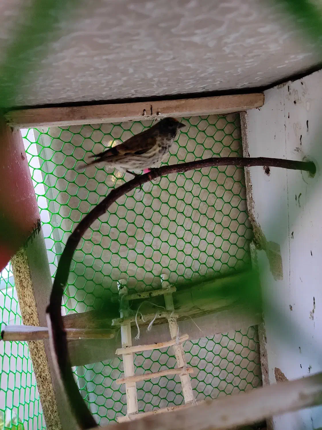 سهره گلبسر نر|پرنده|بوکان, |دیوار