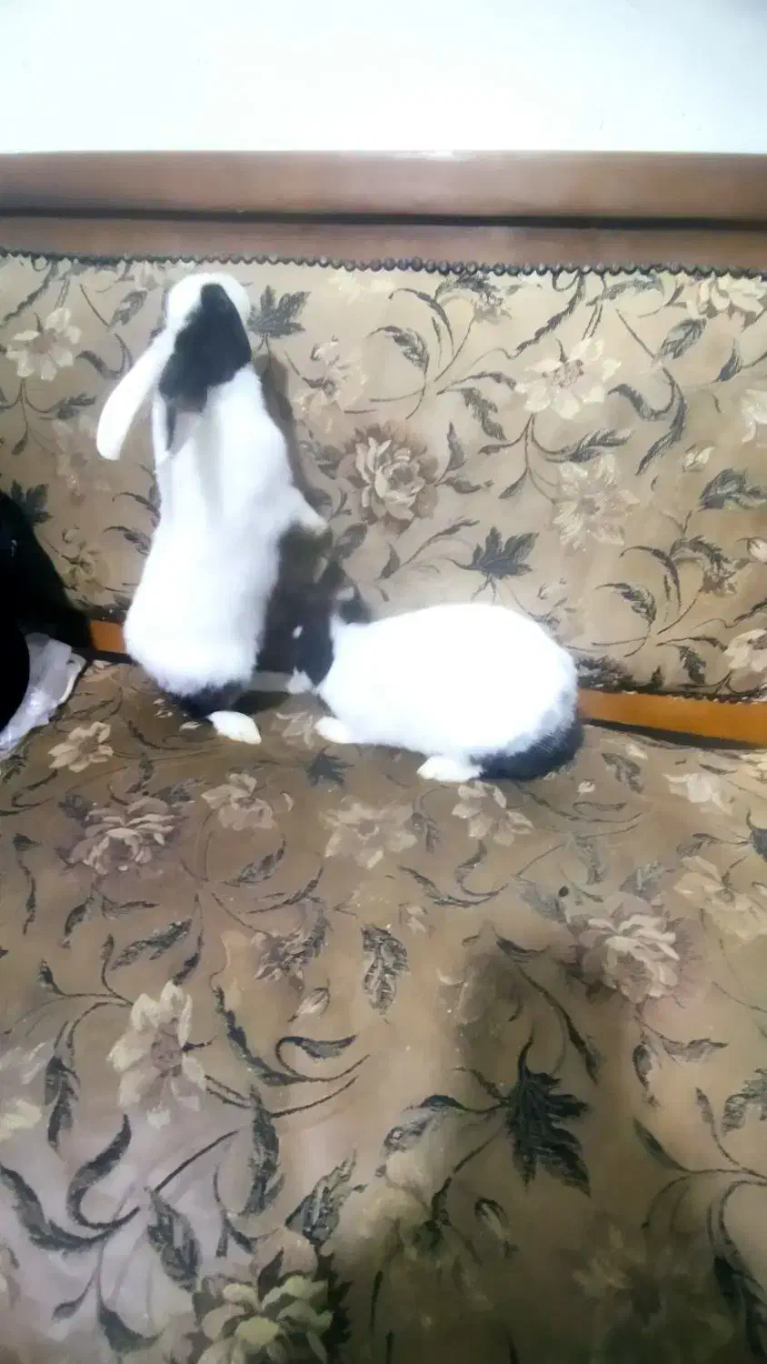 خرگوش نر دو عدد|موش و خرگوش|سبزوار, چهارراه فرودگاه|دیوار