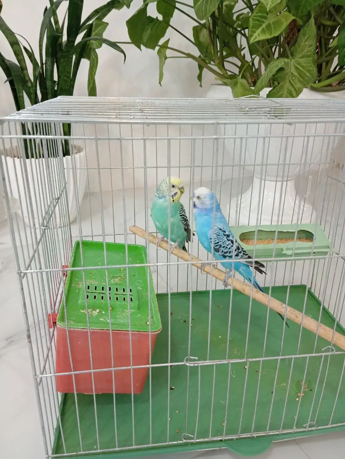 مرغ عشق|پرنده|مبارکه, |دیوار