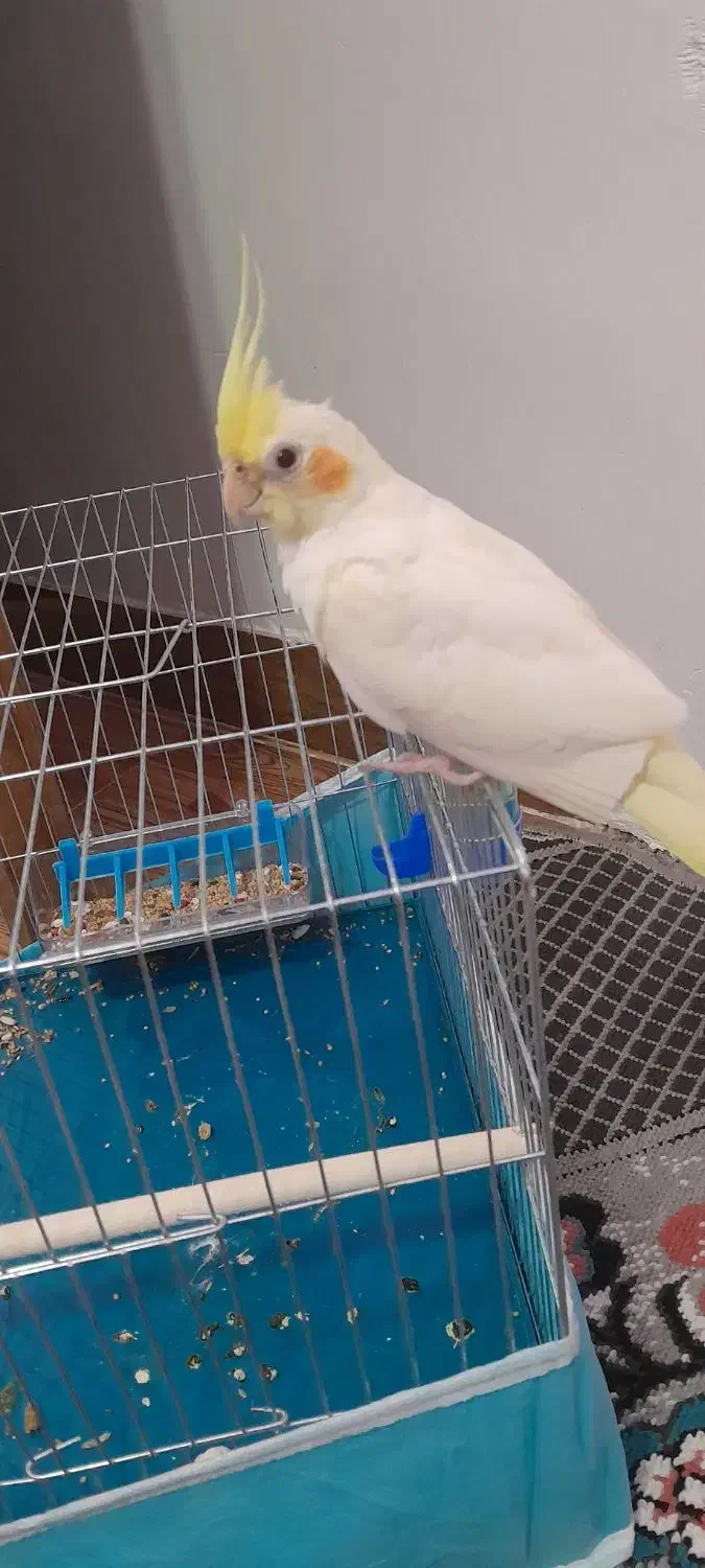 طوطی عروس لوتینو دستی|پرنده|فومن, |دیوار