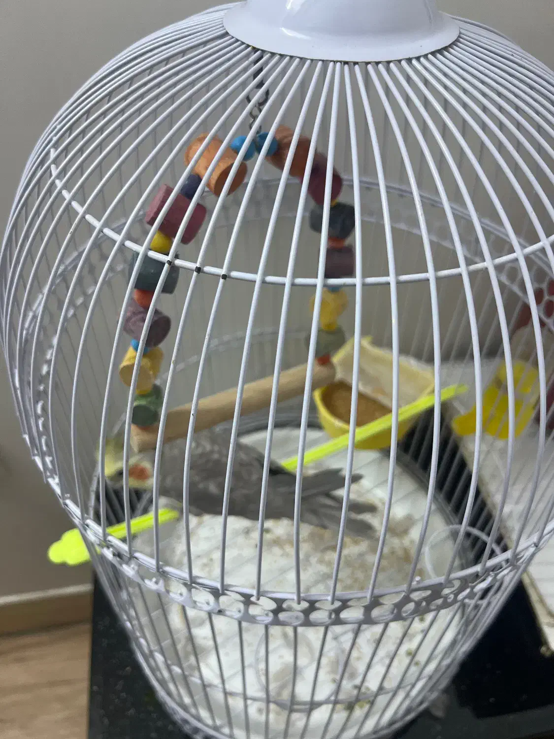 عروس هلندی باقفس|پرنده|نیشابور, هفده شهریور|دیوار