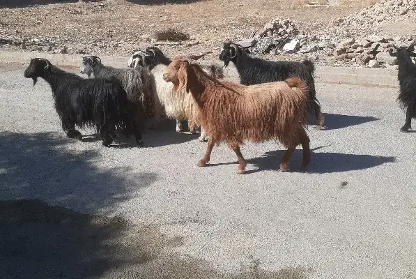 بز ‌‌‌|حیوانات مزرعه|ایوان, |دیوار