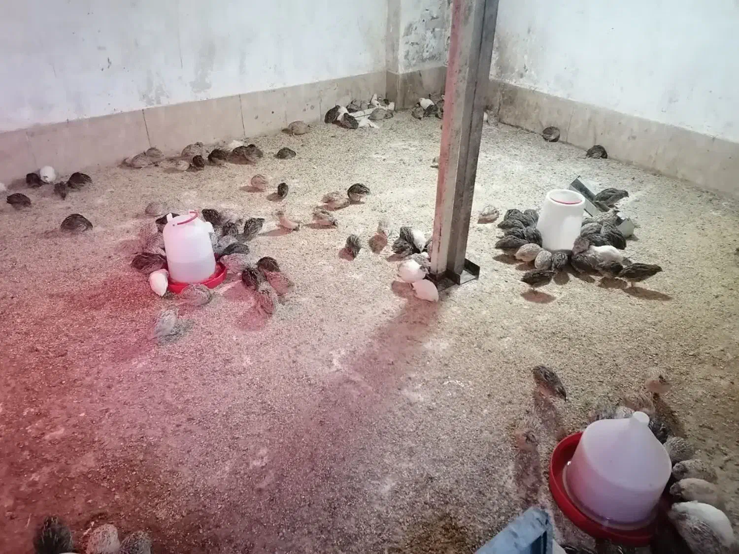 بلدرچین گوشتی خونگی و کفتر|حیوانات مزرعه|حمیدیا, |دیوار