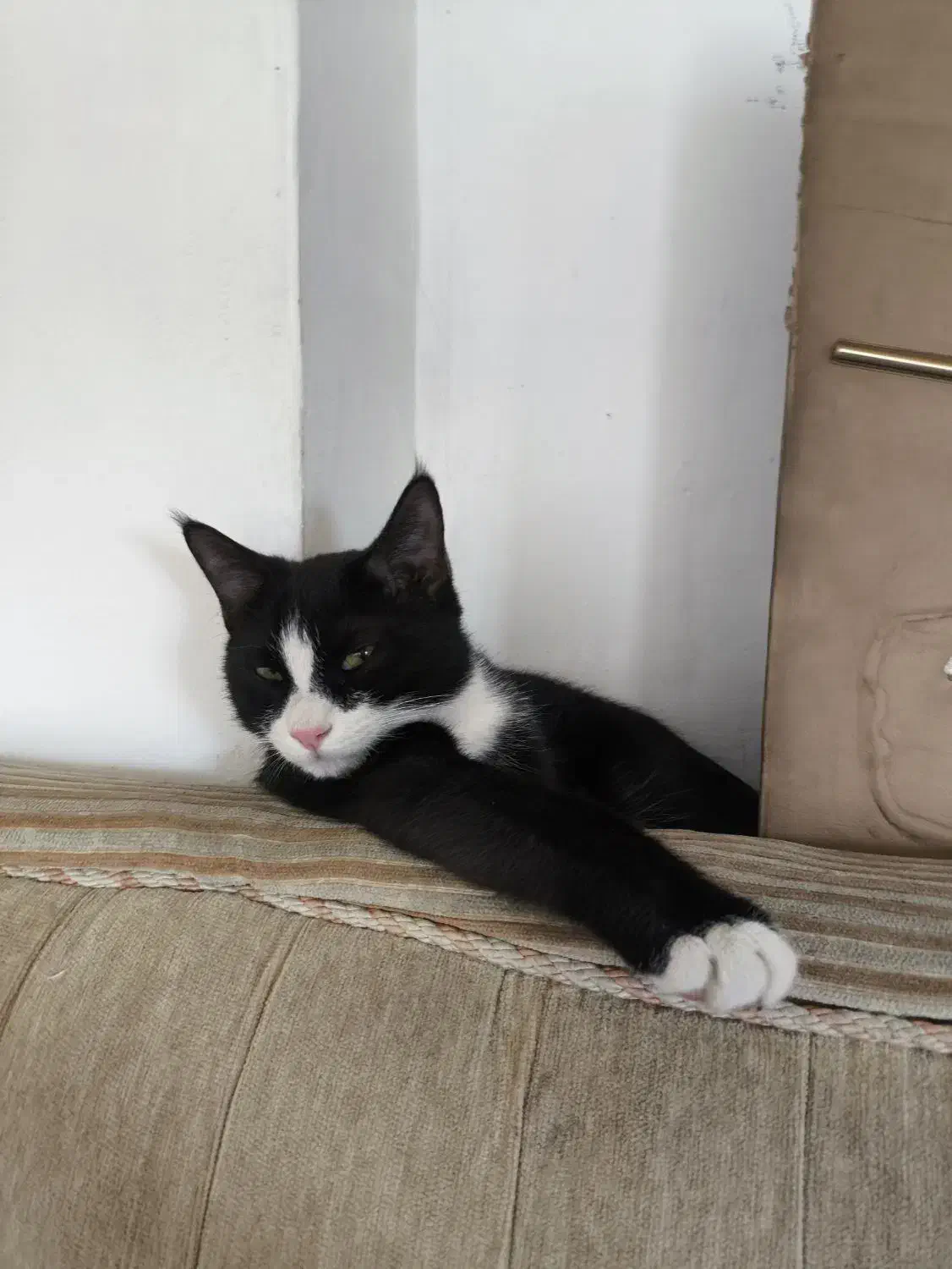 گربهٔ‌تاکسیدو گم شده|حیوانات|لاران, |دیوار