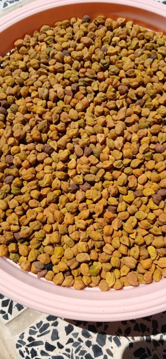 نخود|خوردنی و آشامیدنی|میانه, |دیوار