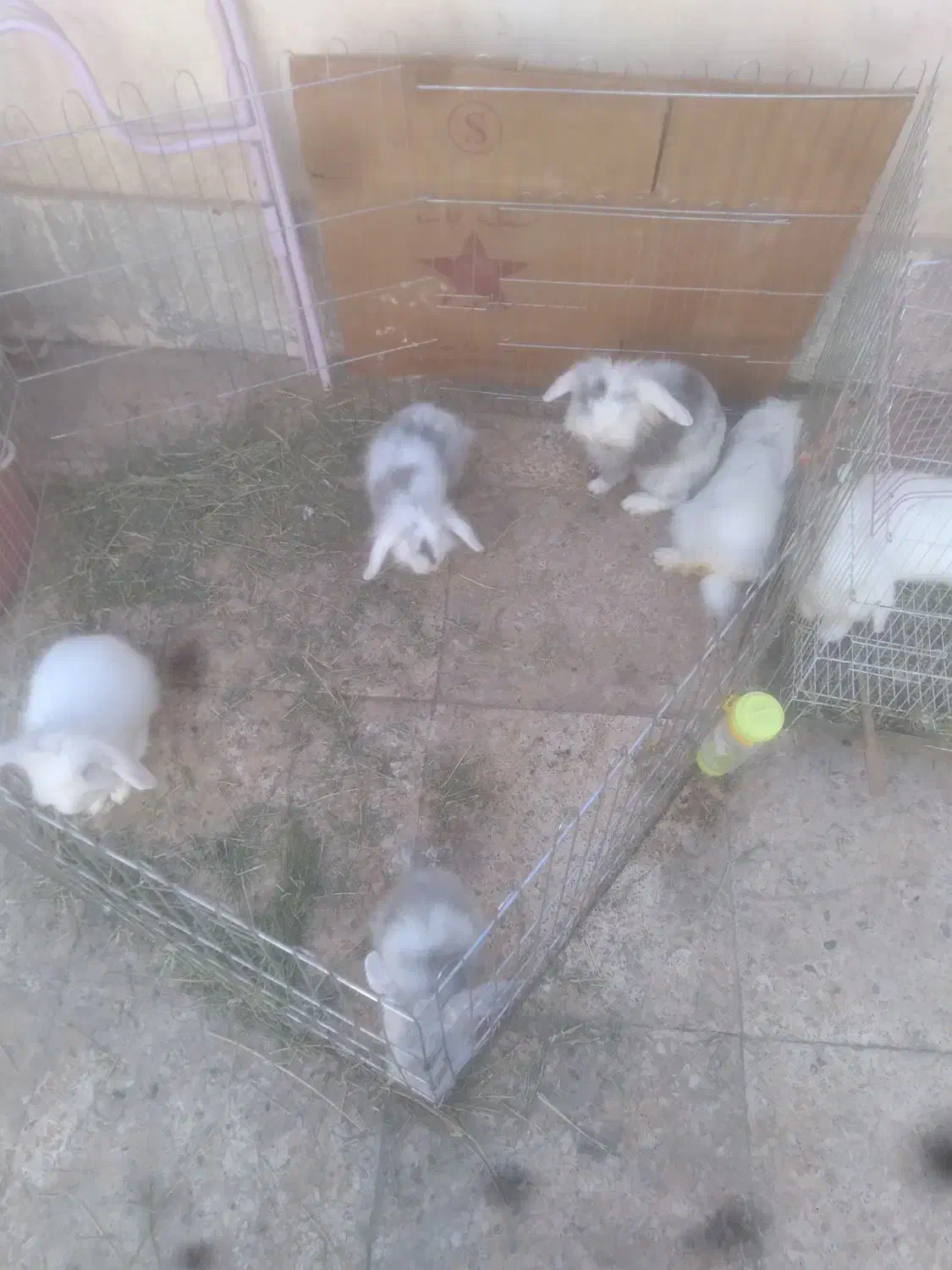 خرگوش|موش و خرگوش|زاهدان, |دیوار