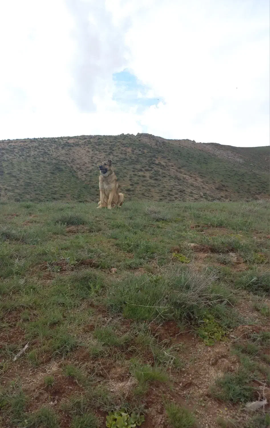 سگ سرابی ذات قدیم|سگ|بروجرد, |دیوار