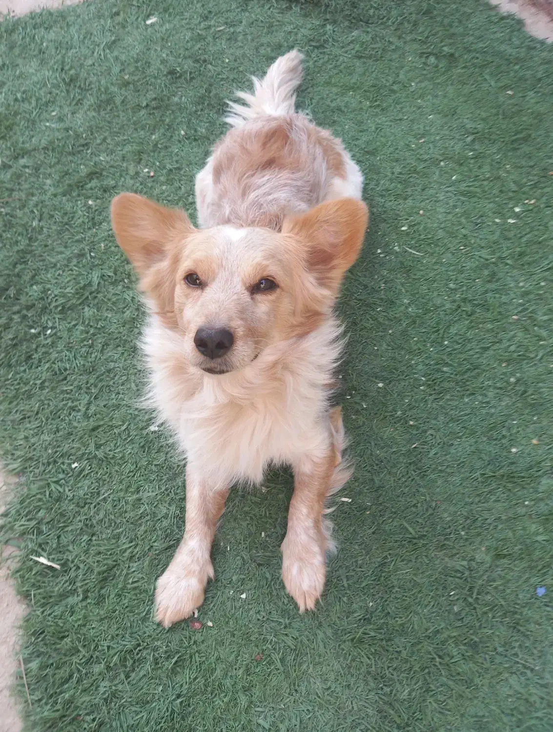 سگ پامر|سگ|بندر ماهشهر, |دیوار