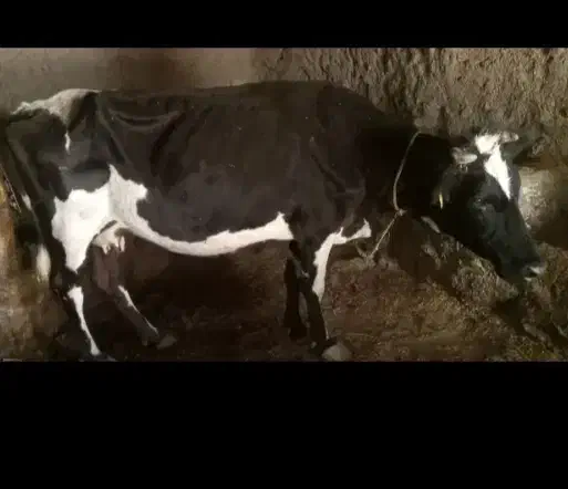 ننه بالا|حیوانات|ویلکیج, |دیوار