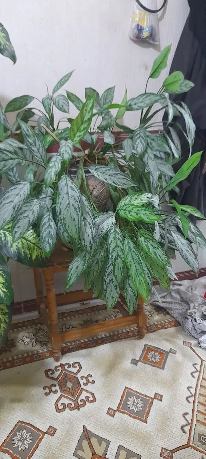 چهار عدد گل زیبا|گل و گیاه طبیعی|جوانرود, |دیوار