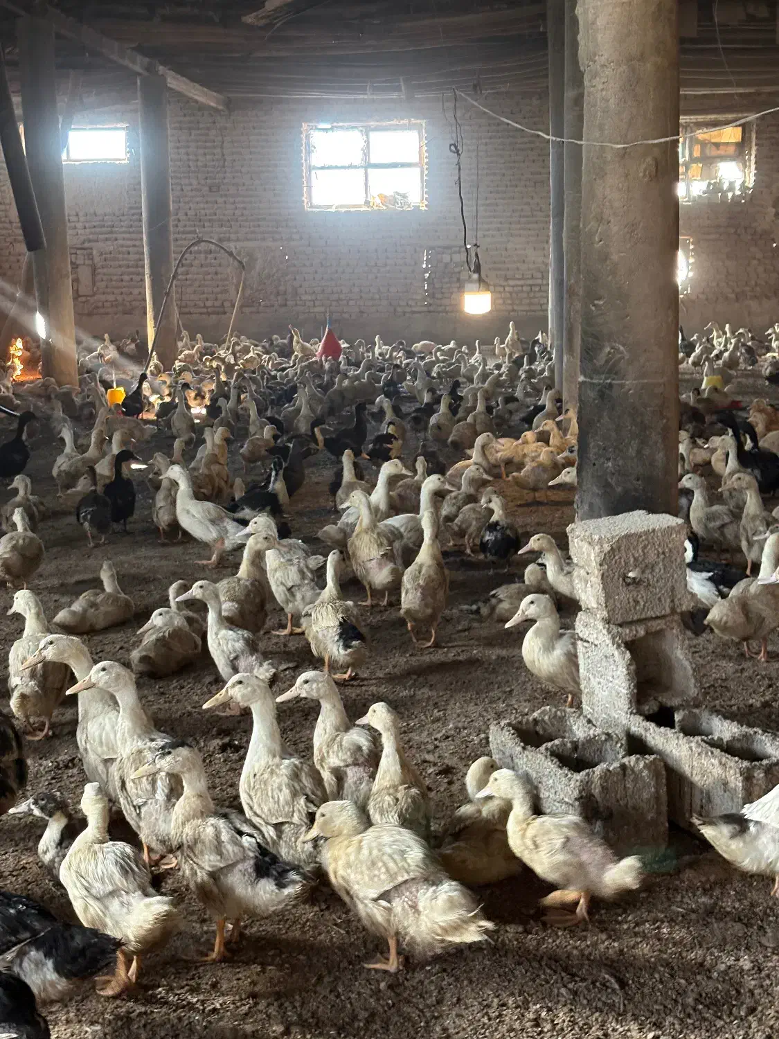 اردک|حیوانات مزرعه|خسروشاه, |دیوار