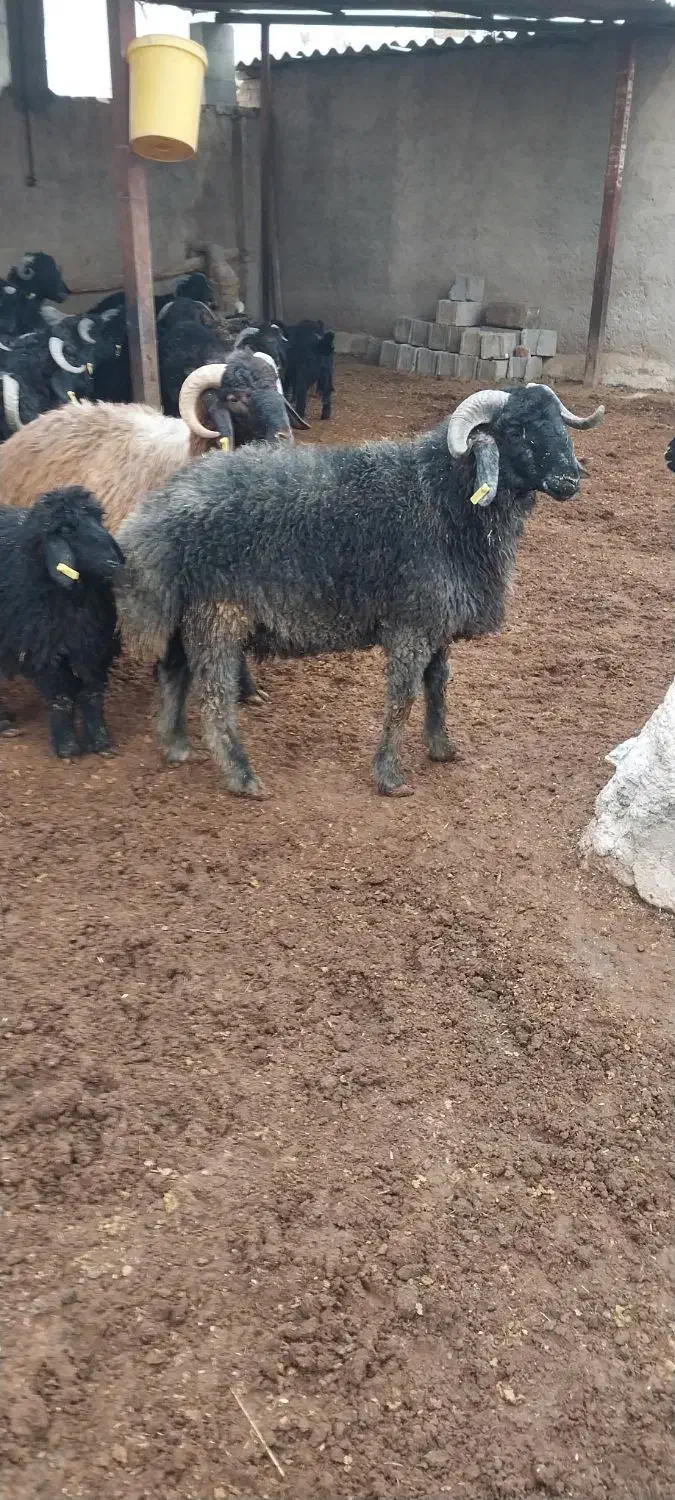 بره نرقلمه|حیوانات مزرعه|کربال, |دیوار