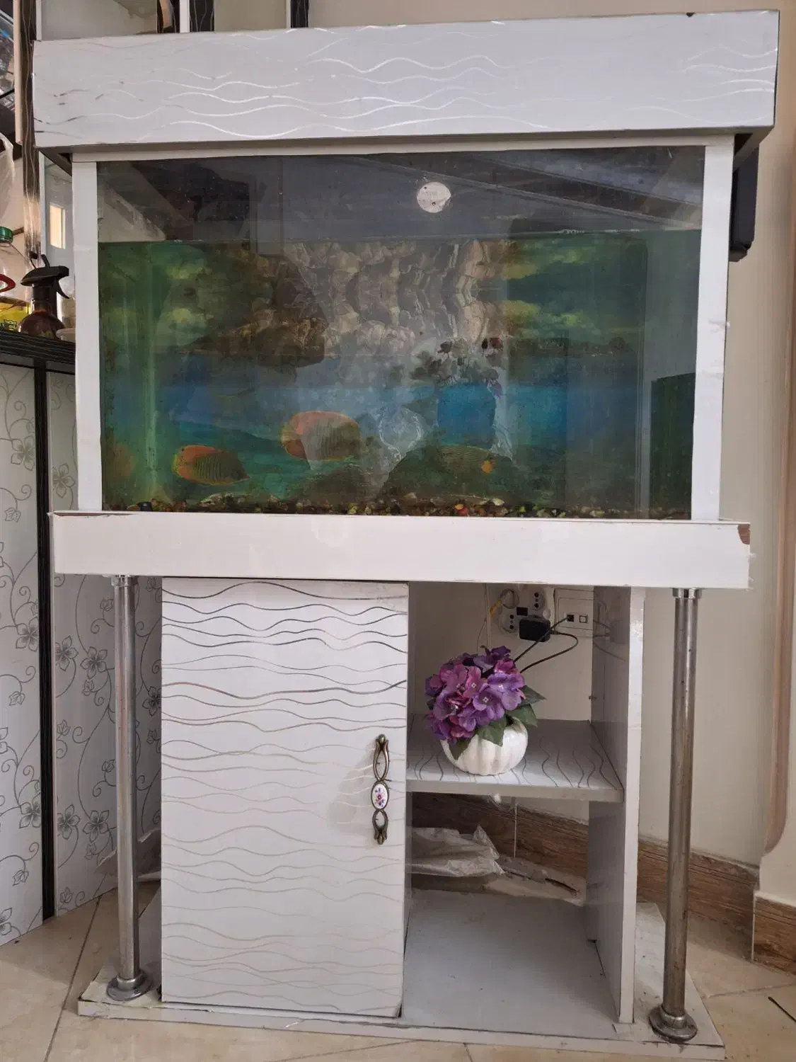 آکواریوم|ماهی|تهران, مسعودیه|دیوار