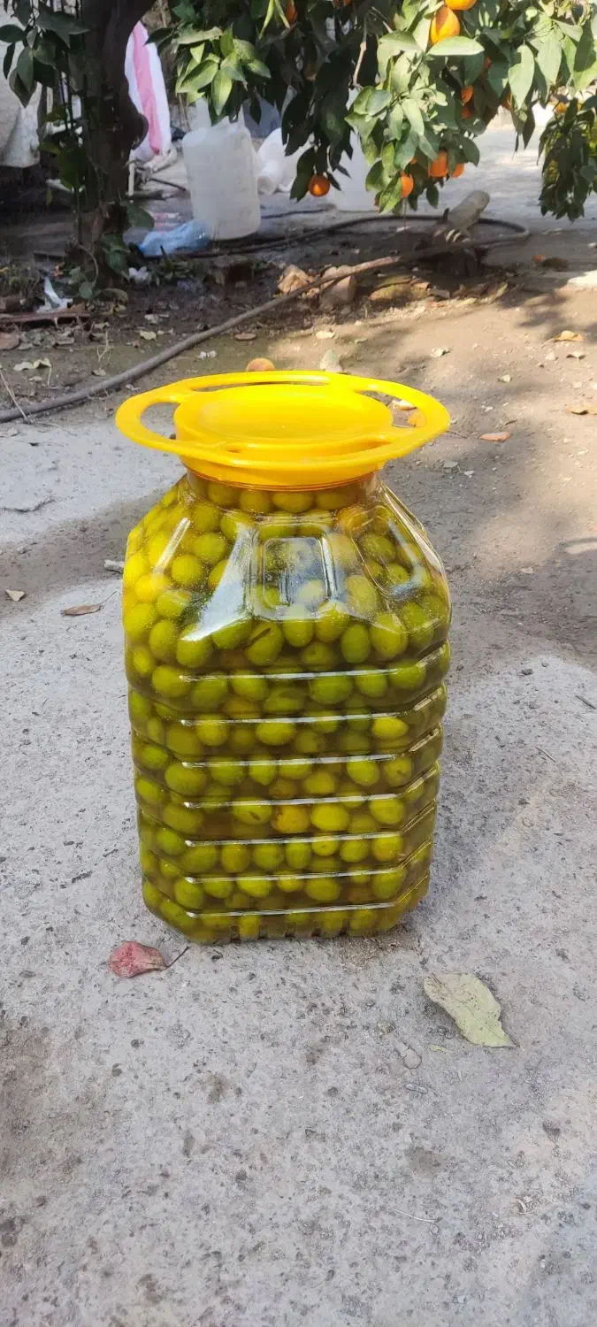 زیتون و روغن زیتون امساله|خوردنی و آشامیدنی|کلاردشت, |دیوار