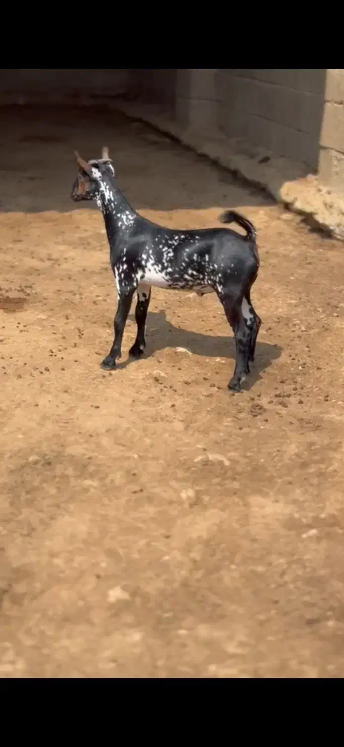 نابیبزغاله|حیوانات مزرعه|الشتر, |دیوار