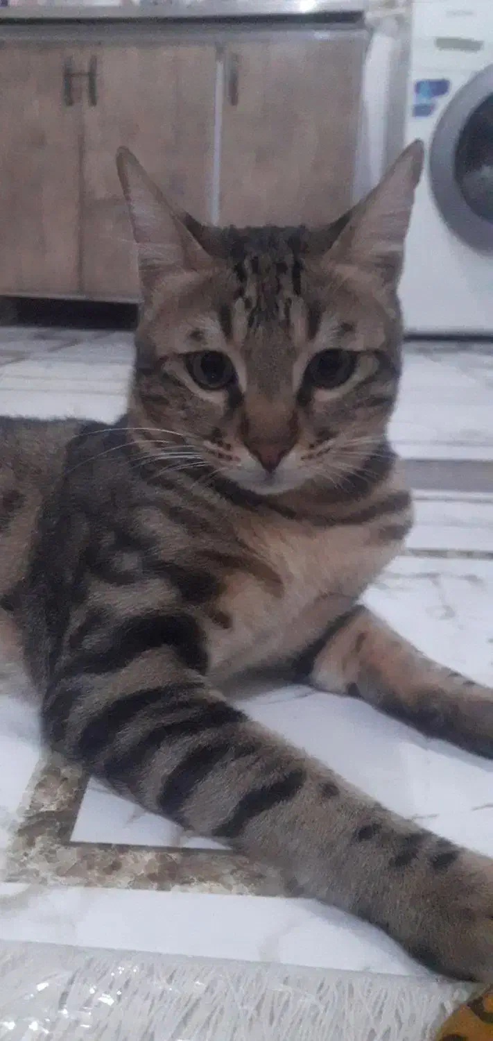 گربه گمشده|حیوانات|ملارد, |دیوار