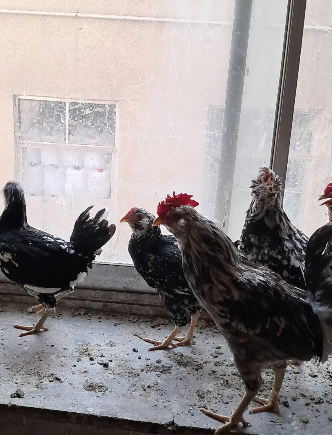 تخم مرغ گلیم|حیوانات مزرعه|تهران, سنگلج (شاپور)|دیوار