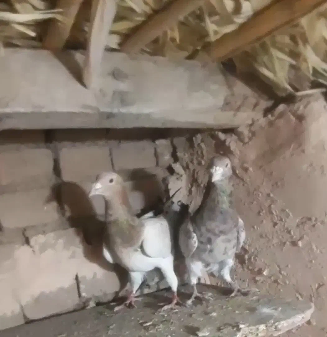 فروشی هفرنگ جفت|پرنده|جوین, |دیوار