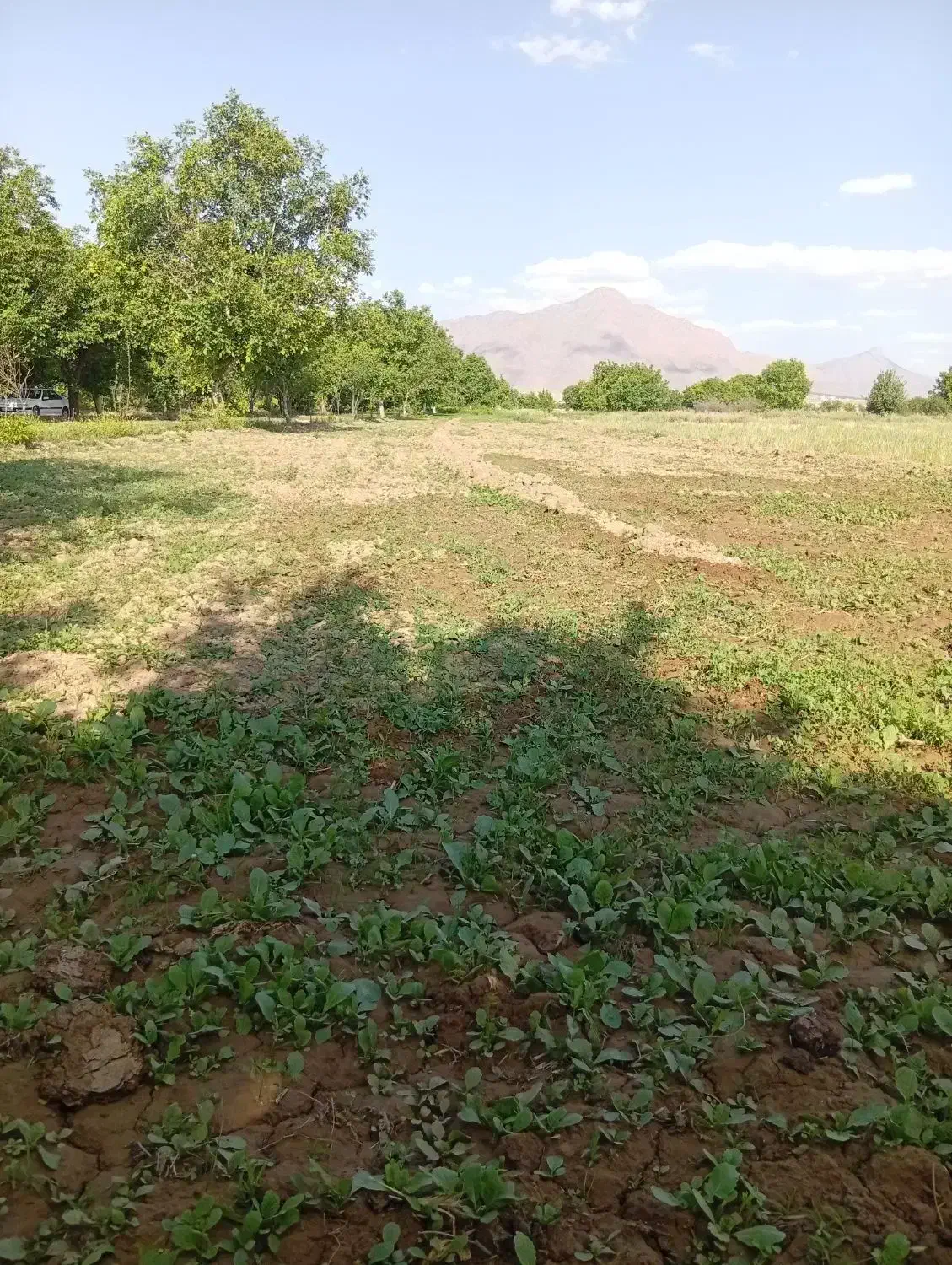 زمین محمدصالحی|فروش زمین و ملک کلنگی|بندر گناوه, |دیوار