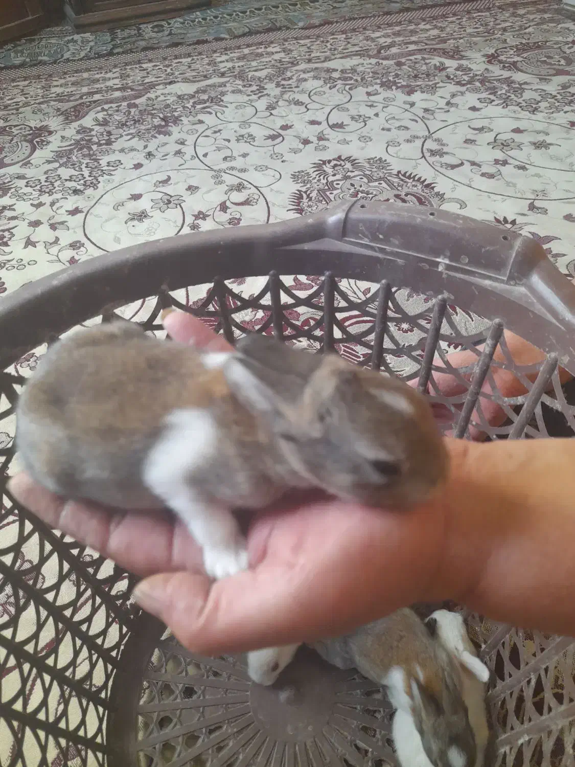 بچه خرگوش خوشکل از نژاد خوب|موش و خرگوش|جهرم, |دیوار