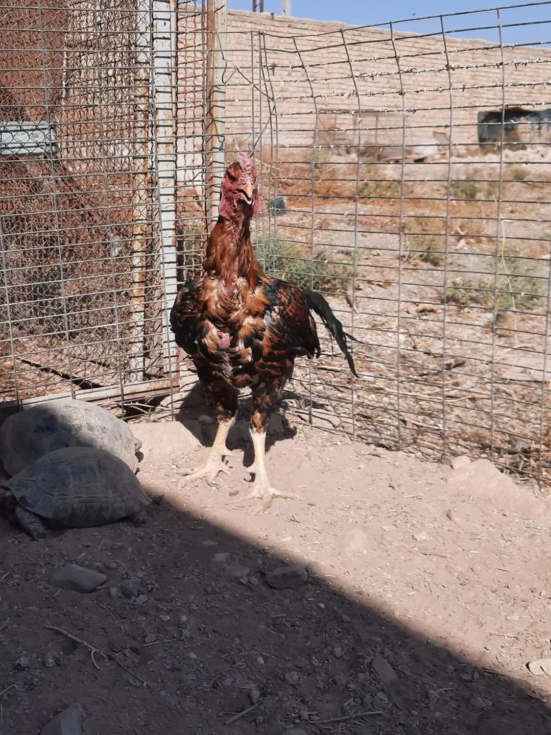 سلام. تعداد ۱۶عدد مرغ وخروس،۲تا خروس لاری،۸تا جوجه|حیوانات مزرعه|قزوین, |دیوار
