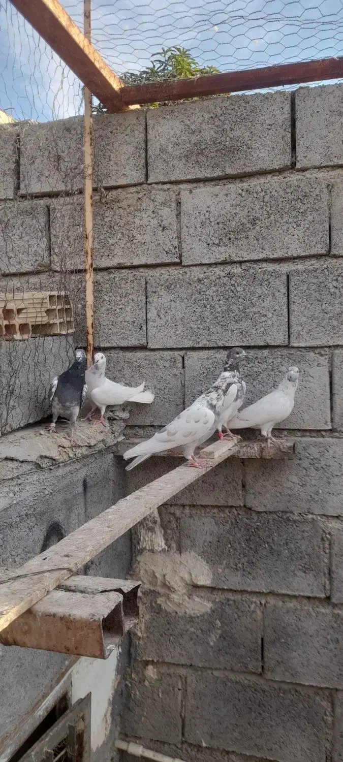 کبوتر|پرنده|میناب, |دیوار