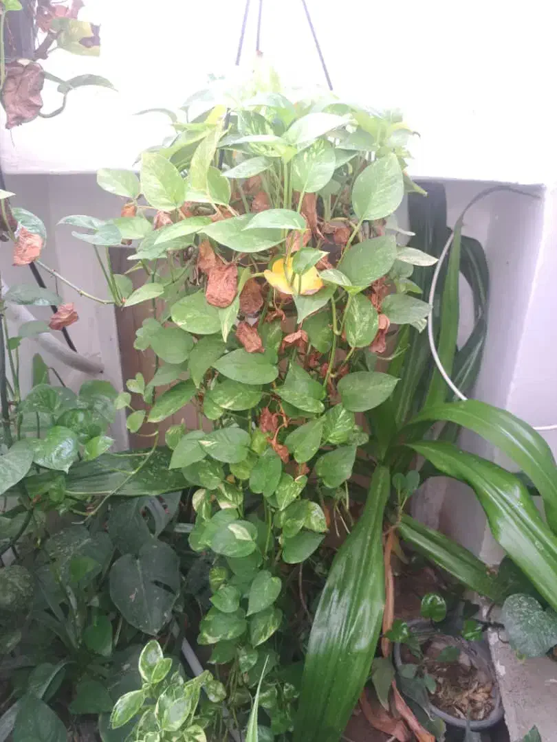 گل های آپارتمانی قیمت مناسب|گل و گیاه طبیعی|داراب, |دیوار