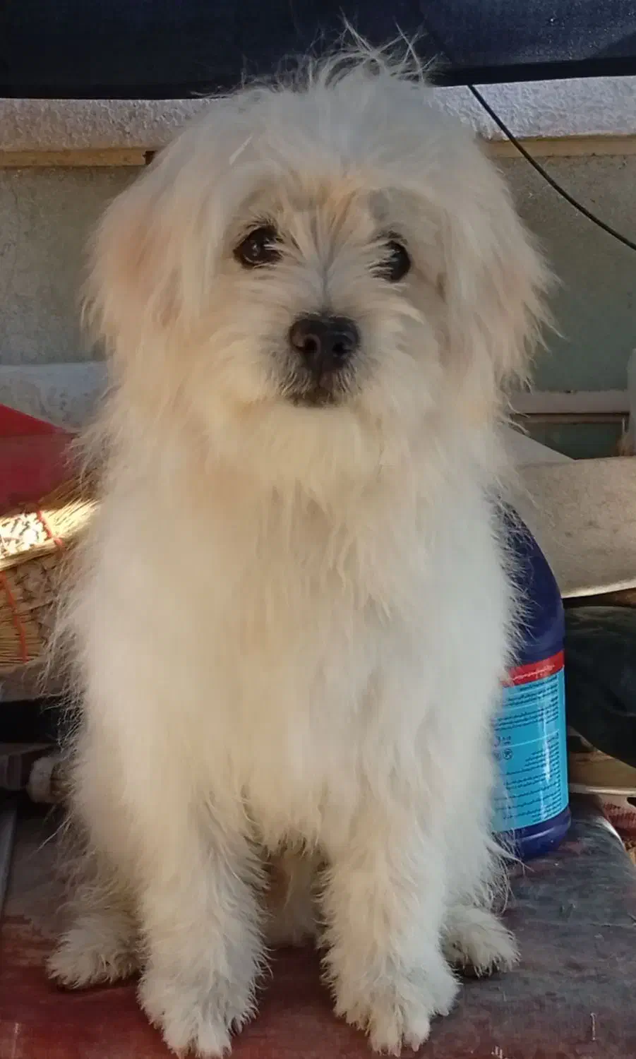 ۷ میلیون تومان|سگ|شیراز, گلکوب|دیوار