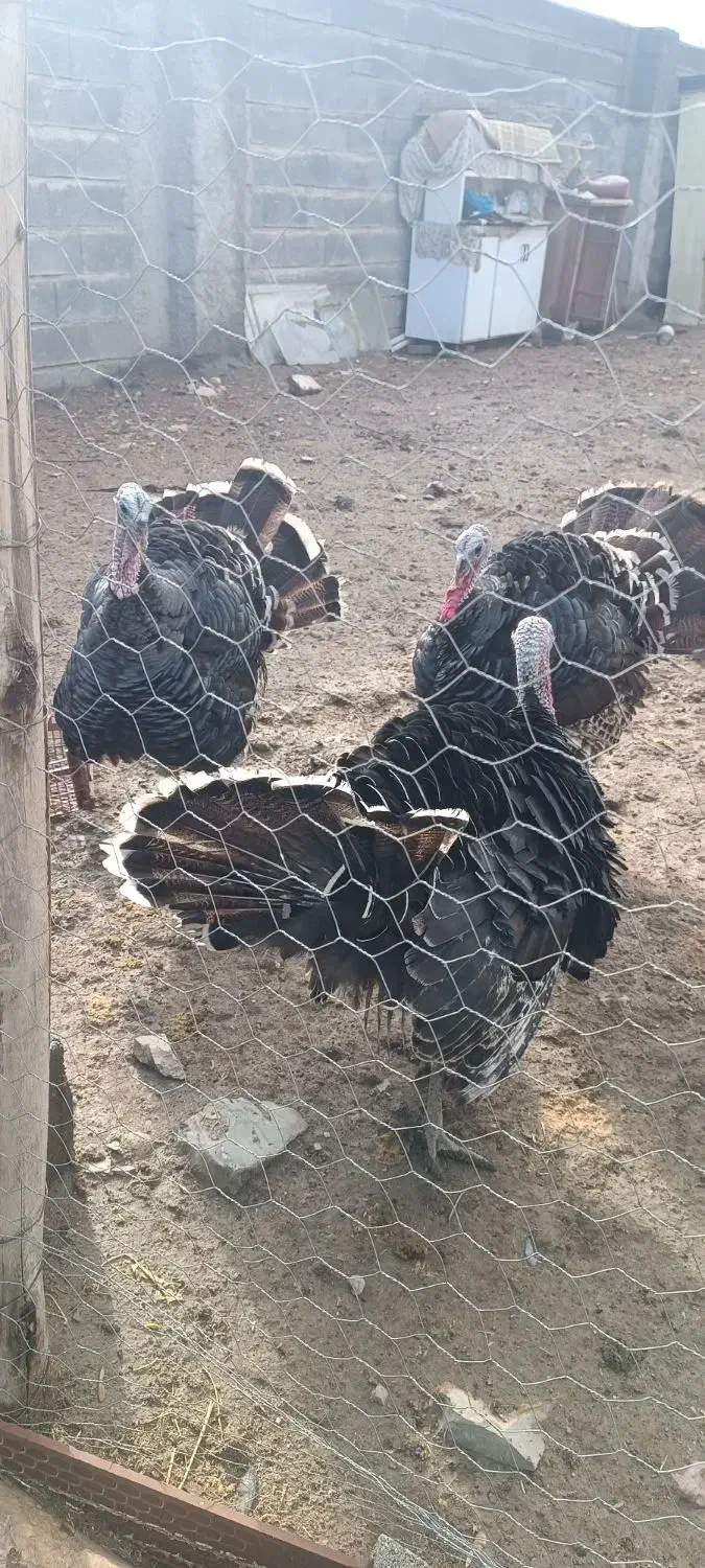 بوقلمون نرمحلی|حیوانات مزرعه|ماهیدشت, |دیوار