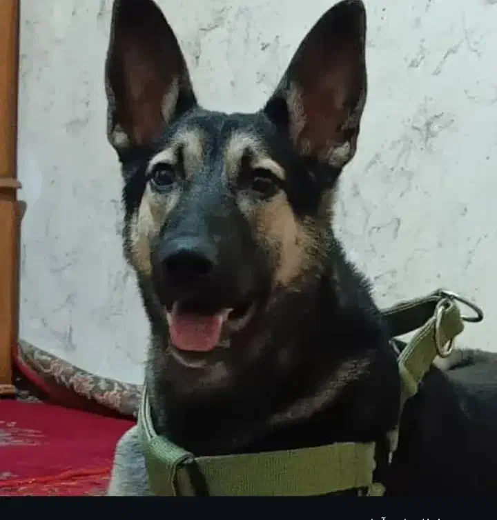 سگ ژرمن وورک نر و ماده|سگ|آبادان, |دیوار