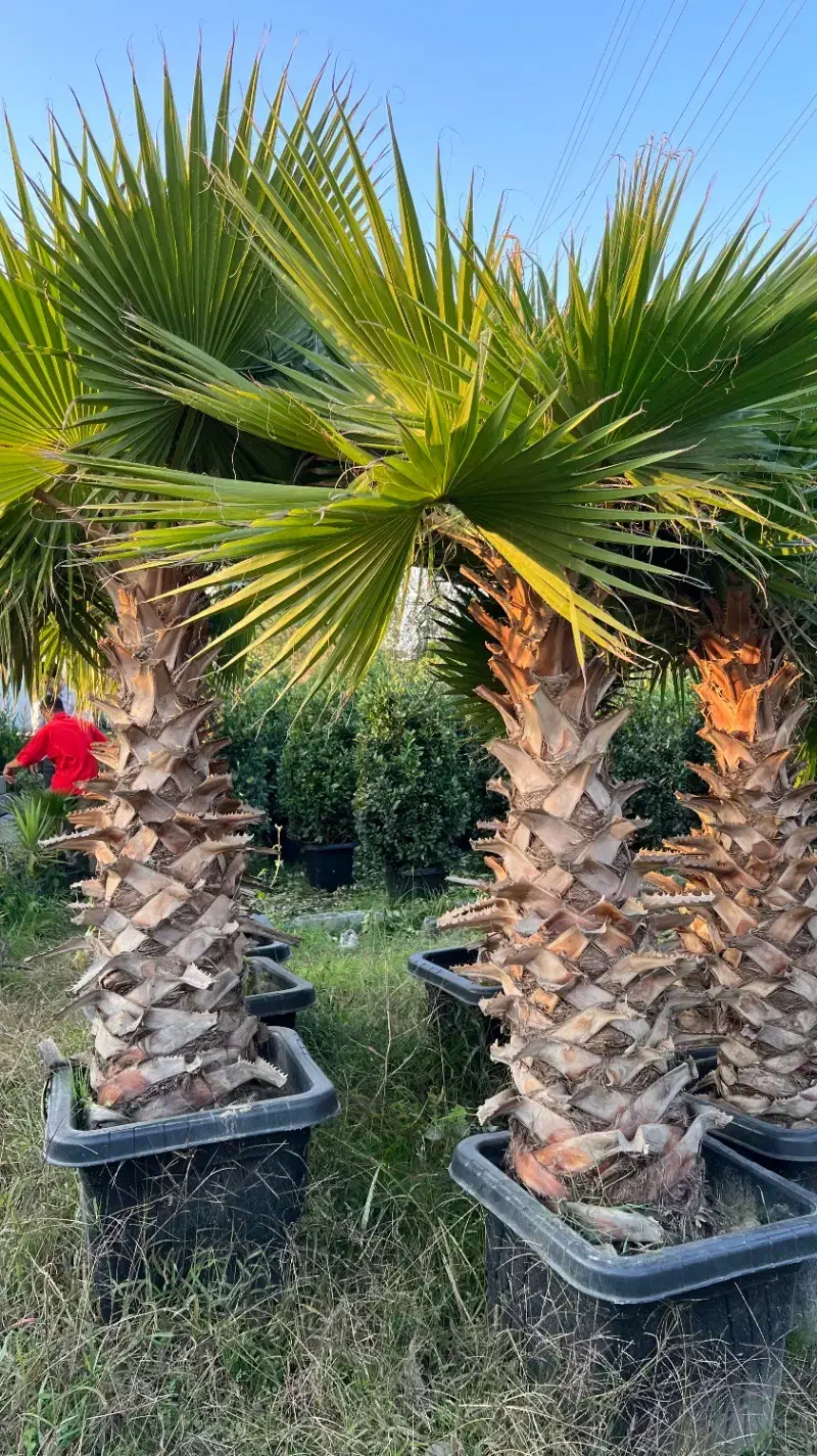 پالم واشنگتن ریشه پرس گلدانی|گل و گیاه طبیعی|محمودآباد, |دیوار