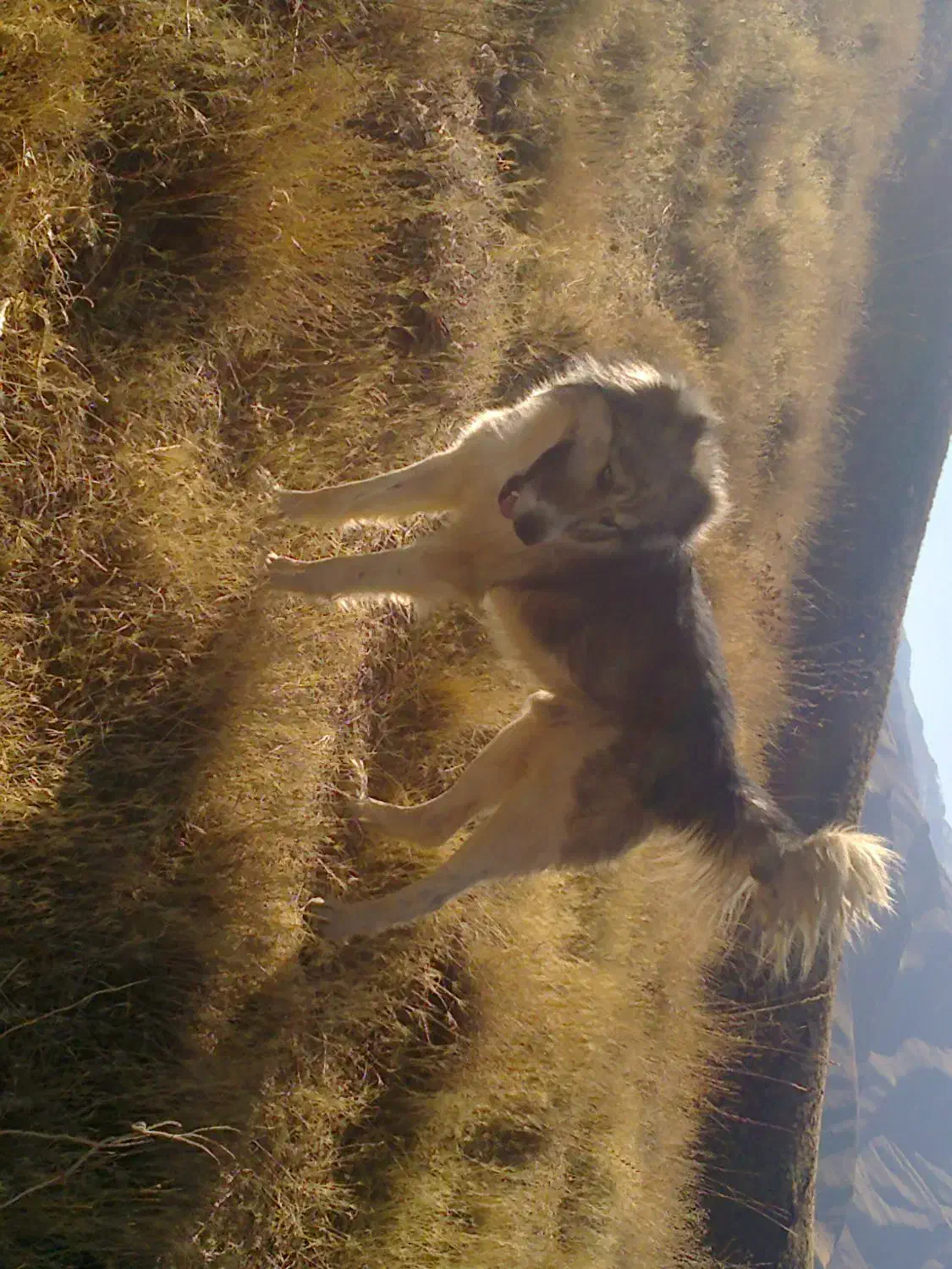 سگ گله ای|سگ|سنندج, |دیوار