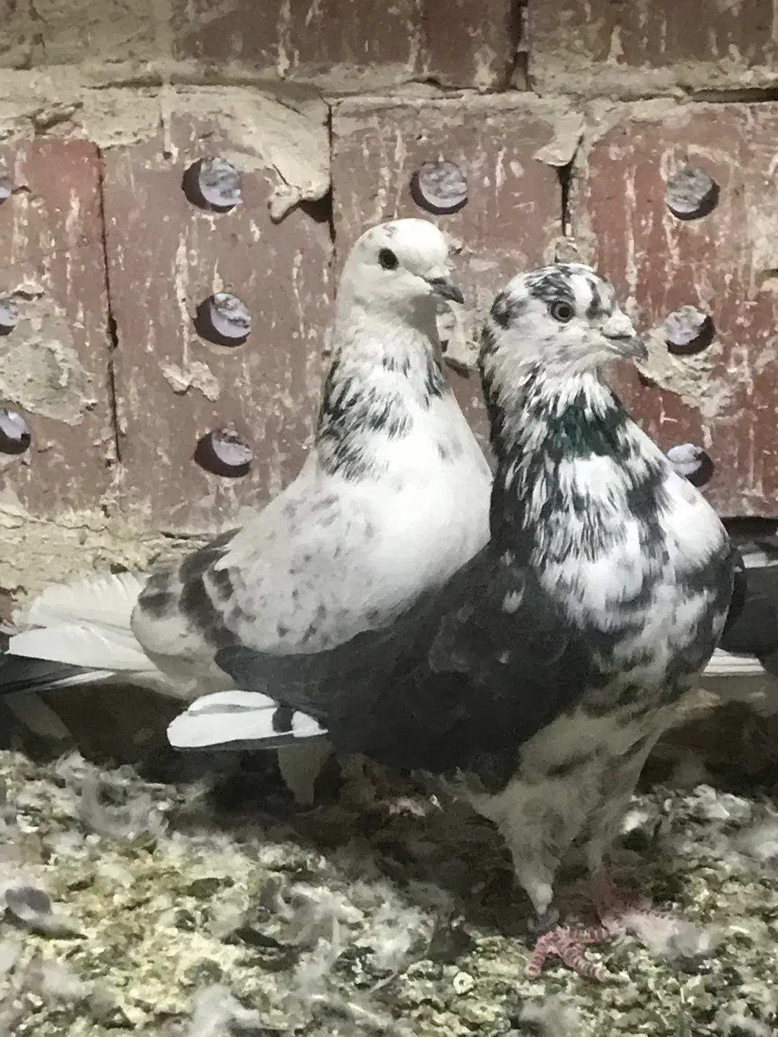 کبوتر|پرنده|بوکان, |دیوار