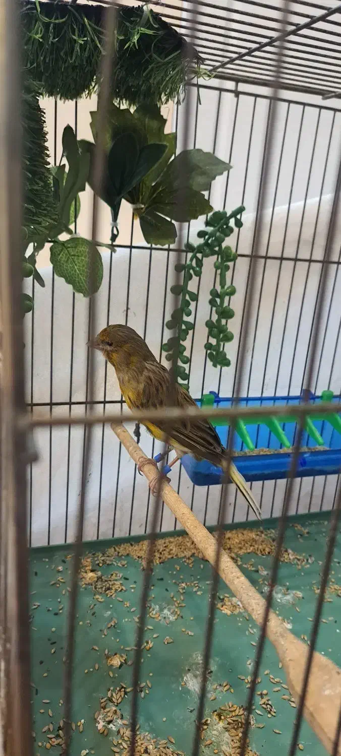 قناری ماده|پرنده|قدس, شهرک فرزان|دیوار